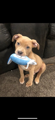 Beautiful Young Bully!!!