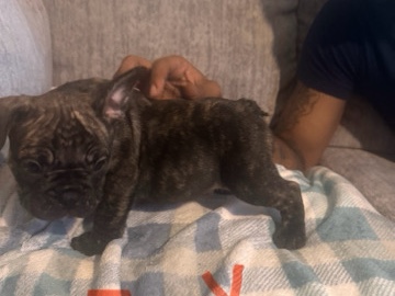 French Bulldog – French bull dogs – Cincinnati