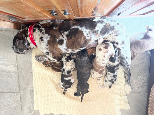 Boerboel – Mixed  Mastiff puppies AVAILABLE NOW