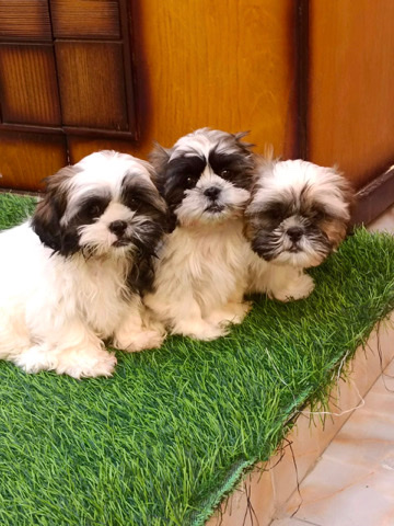 Shih Tzu – The best quality of #Shitzu puppies female