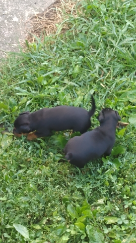 Miniature Pinscher – Miniature Doberman Pinscher