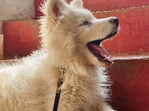 Siberian Husky – bhairav