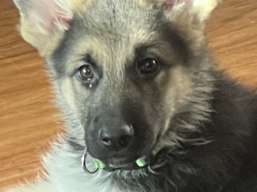 German Shepherd – Sheperd pup – East Stroudsburg