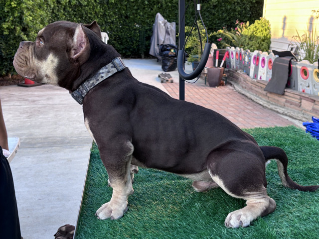 American Bulldog – American Bully pocket – Los Angeles