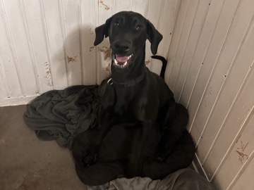 Dobermann/Weimaraner Hündin schweren Herzens abzugeben.