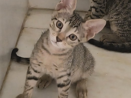 lilly – Ahmedabad