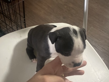 Bully Kutta – Bully’s dog – Plymouth
