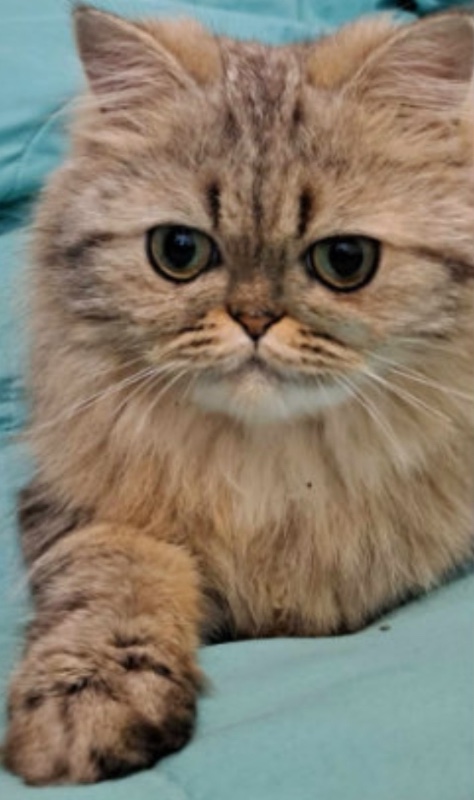 Persian (Traditional) – Little Girl Persian Kitten