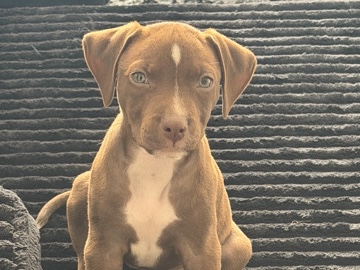 Pittbull terrier – Charlotte