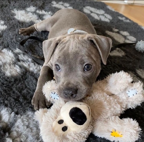 Staffordshire Bull Terrier – staffy puppies