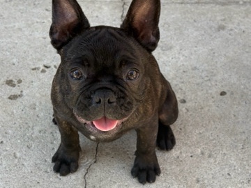 French Bulldog – Merle Male French Bulldog Puppy – Rancho Cucamonga