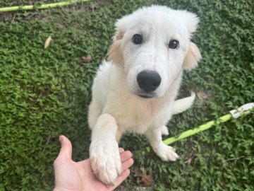 Great Pyrenees – Free to a good home – Newberry