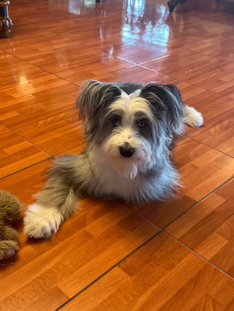 Miniature Australian Shepherd – Mini Aussie
