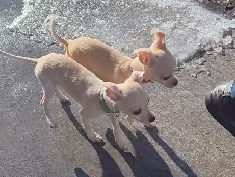 Chihuahua – 2 Chihuahua full bread