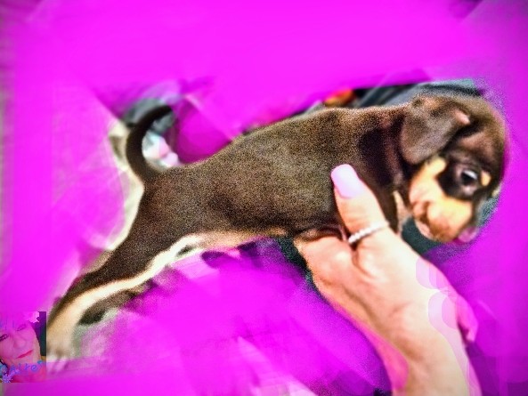 Buy Chihuahua full blooded Chihuahua in Zephyrhills