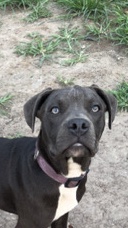 American Staffordshire Terrier – Violet AmStaff labmix
