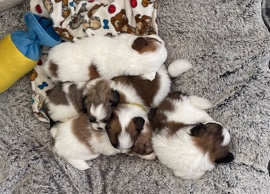 Maltese – Pomeranian Shitzu Maltese Pups
