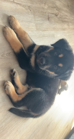 half husky and half Doberman