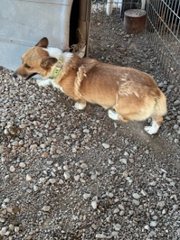 Pembroke Welsh Corgi – Pembroke Welsh Corgi