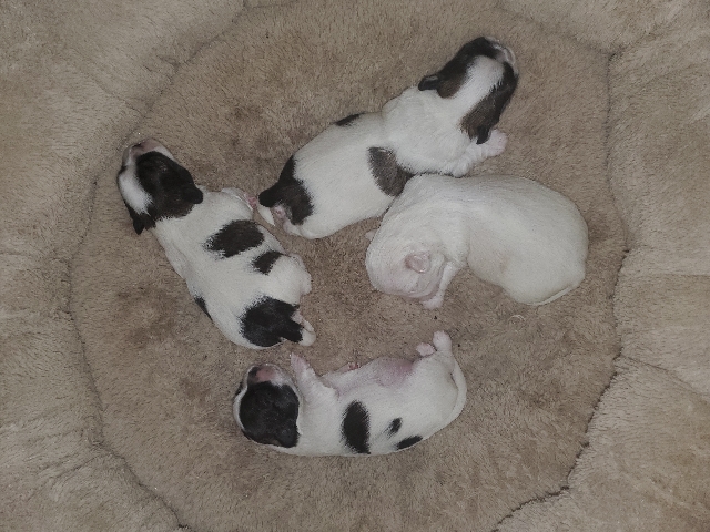 Shih Tzu – adorable puppies
