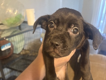 Labrador Husky – puppies for sale Pitbull and lab mix – Sacramento