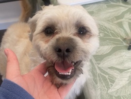 Lhasa Apso – stud only – Laurencekirk