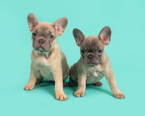 French Bulldog – French bulldog puppy’s for sale!