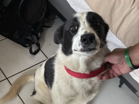 Collie – Hyper Shepherd Dog – Commerce City