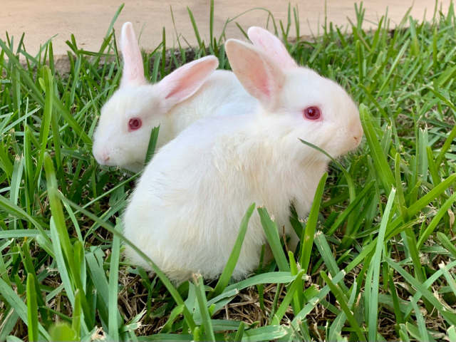 Baby Easter Bunnies