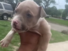 American Pit Bull Terrier - female 7 weeks pit bull  available for adoption in Killeen