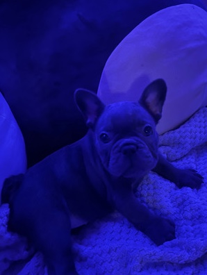 French Bulldog – french bull dog