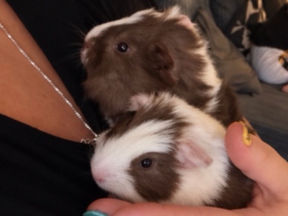 Guinea Pig – 🐹💕 TWO ADORABLE BABY BOYS LOOKING FOR THEIR FOREVER HOME! 💕🐹 – Bristol