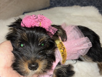 Yorkshire Terrier – Black Yorkie