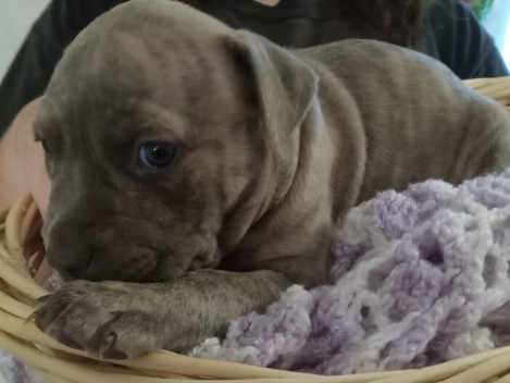 American Pit Bull Terrier – Blue & Brindle 6wk APBT's
