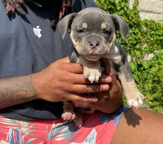 American Bulldog – puppy