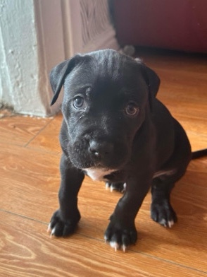 Perro de Presa Canario – puppy for sale