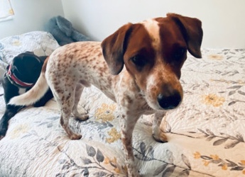 Australian Shepherd – Australian shepherd/ Jack russel mix