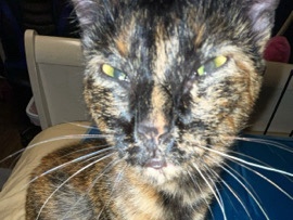 Rehoming Cats – Caldwell