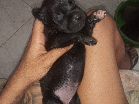 cachorrinha femêa 