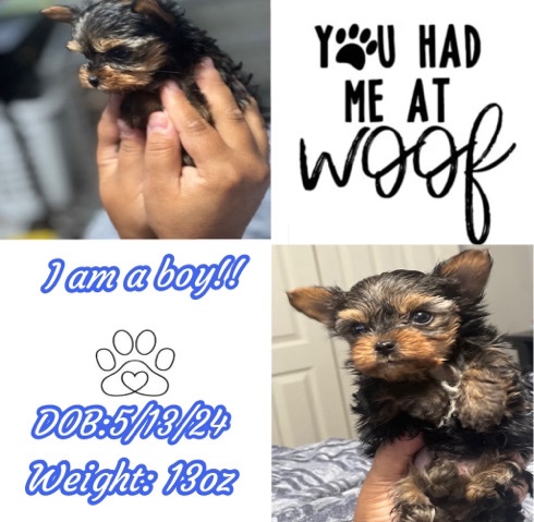 Yorkshire Terrier – teacup male yorkie