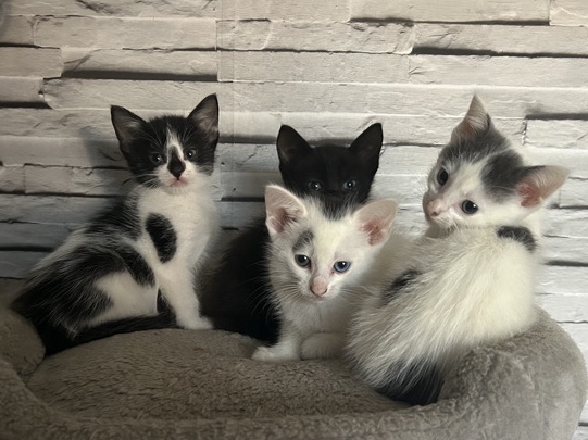 kittens for sale 