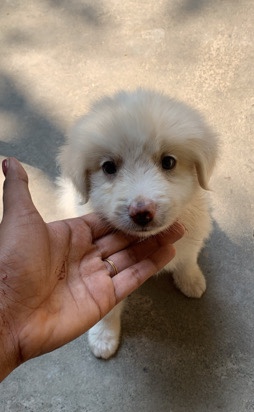 Pomeranian – cute puppy available