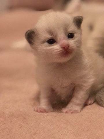 Ragdoll – Ragdoll Kittens