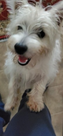  Rehouse West Highland Terrier 