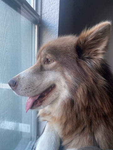 Alaskan Malamute – We love our dog Rocky but don’t have to space or time to give him what he needs.