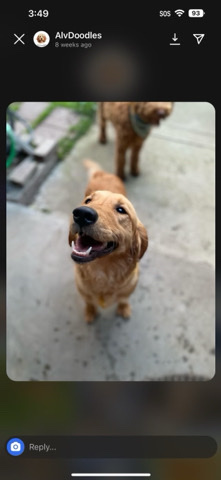 Golden Retriever – Bella