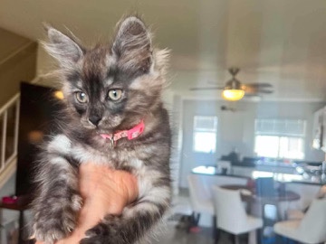Maine Coon – mainecoon kittens ready for rehome – Carlsbad
