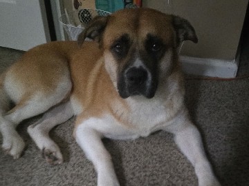 rehoming my loving dog – Cincinnati