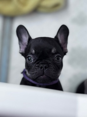 French Bulldog – Chocolate and Tan Frenchies Ready To Go