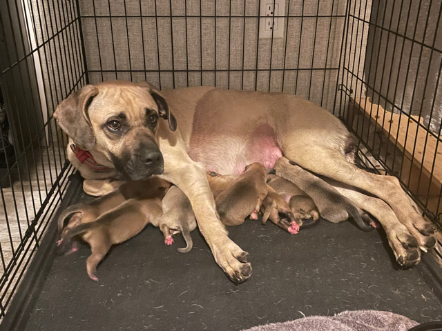 English Mastiff – pups for sale